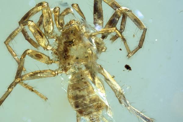 The stuff of prehistoric nightmares: A spider with a whip-like tail