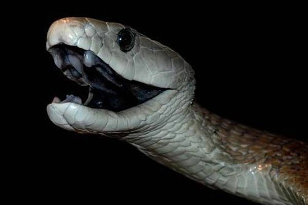 Snakebite study: Irish team unlocks the secret of snakes’ venom