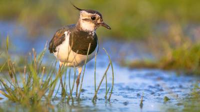 Wintering waterbird species decline sharply as climate changes - survey