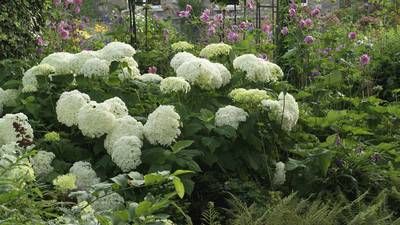 Mopheads and lacecaps: Hydrangeas hit the heights of gardening style