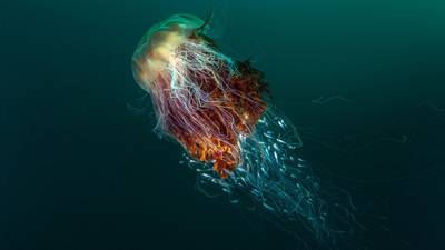 British Wildlife Photography Awards:  Jellyfish snap beats all