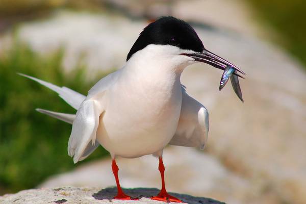 Ireland plays critical role in the protection of the most beautiful of terns