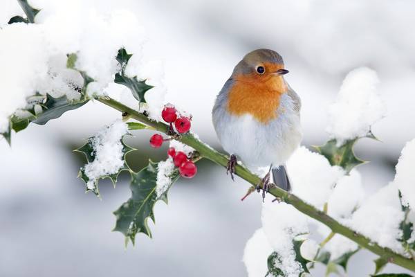 Hibernation, torpor and holly: how animals survive winter
