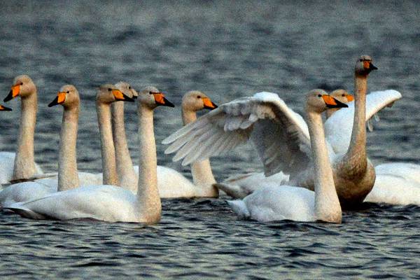 Nature Diary: Whooper swans a-swimming