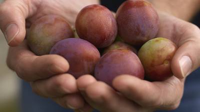 Eat better fruit without it costing the earth