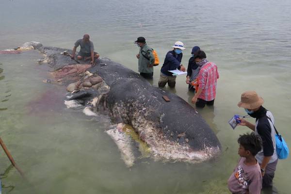 Dead whale had 1,000 plastic pieces in stomach