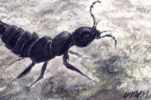 How the dearg-a-daol became Ireland’s most feared beetle