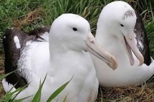 New Zealand albatross named Rob finally finds a mate