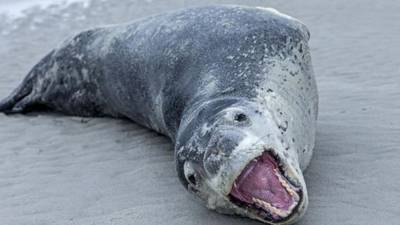USB found in frozen seal poo in New Zealand reunited with owner