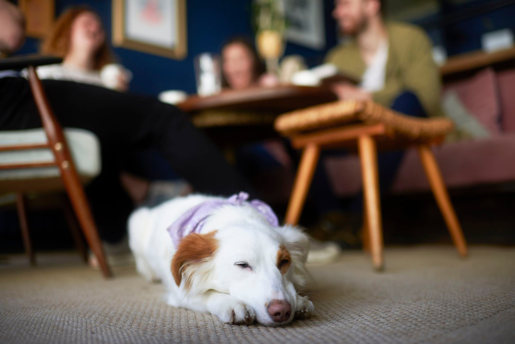 Who let the dogs out?! The story of St. Louis CITY's new dog-friendly  seating