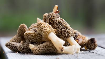 The elusive morel is king among mushrooms