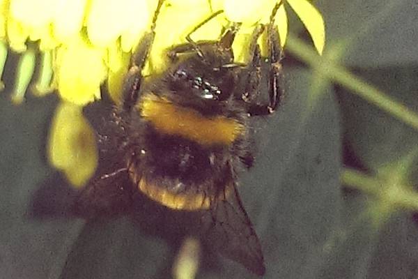 Is it unusual to see a bumblebee at this time of year? Readers’ nature queries