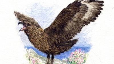 Another Life: Arrival of great skuas may alter seabird balance on Clare Island