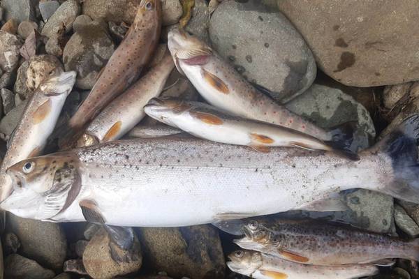 Investigation into Co Donegal fish kill after 300 trout and eels found dead in river