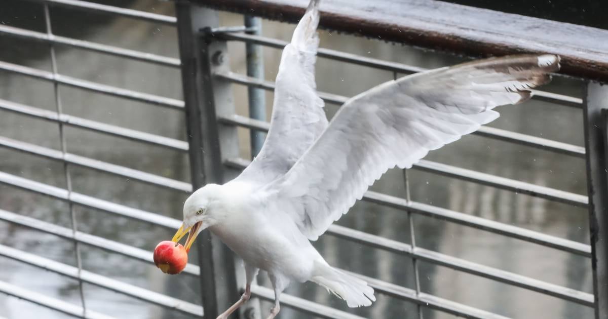 ‘It’s an assault on the community’ – two Dublin councils receive 346 complaints about seagulls