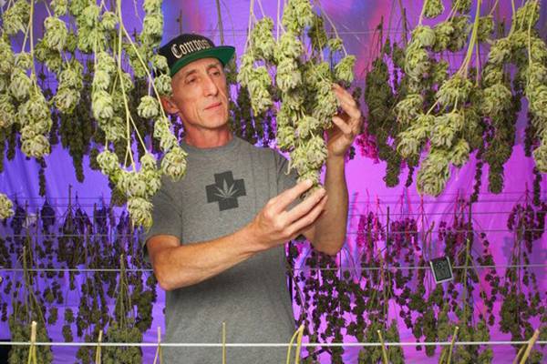 The Irish man making his mark on California’s cannabis industry