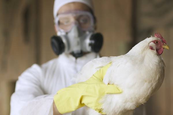Bird flu cases fuel Spanish ‘mega-farm’ dispute