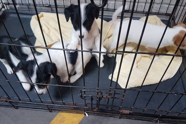 Revenue seizes four puppies without passports at Dublin Port