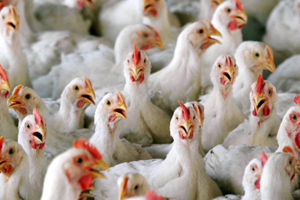 Poultry farmers urged to be on high alert for signs of bird flu