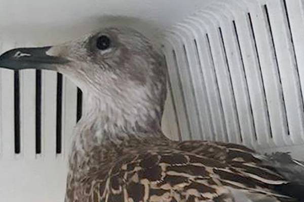 Baby seagull that could not fly rescued from Primark fire smoke