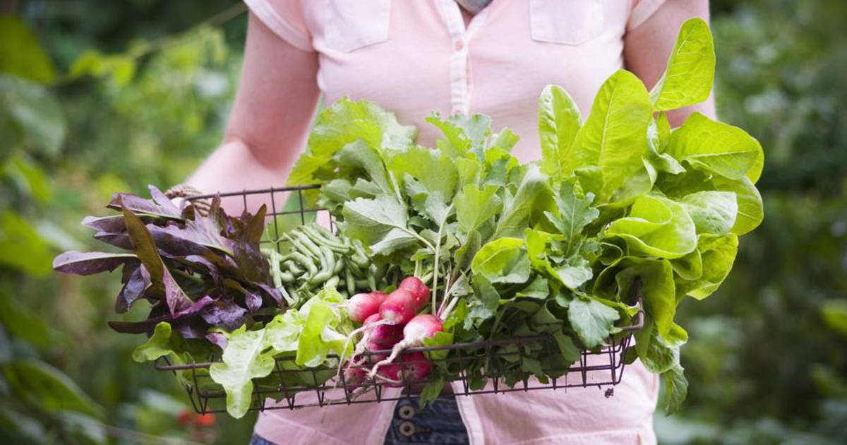 Grow Your Own Groceries And Reap The Rewards – The Irish Times