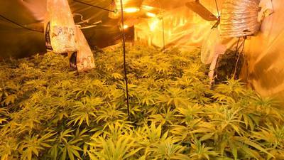 Herbal cannabis worth €159,000 discovered in the North