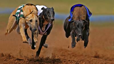 Greyhound racing – is it running on borrowed time?