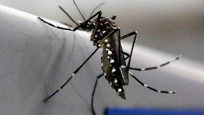UN set to irradiate mosquito sperm to combat Zika