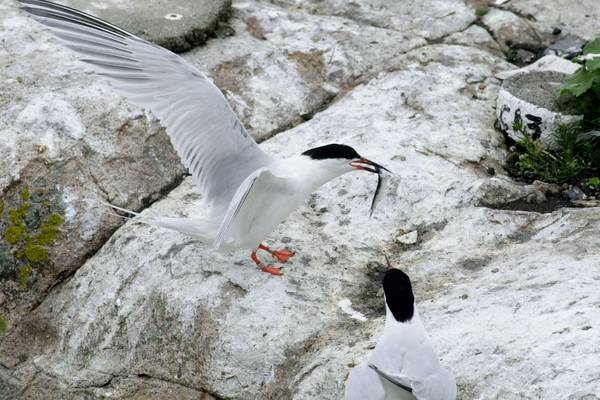 Tern fights back with a little help from some friends but their survial is far from certain