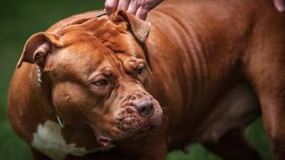 American XL bullies are different to pit bulls in one respect – they’re a product of social media