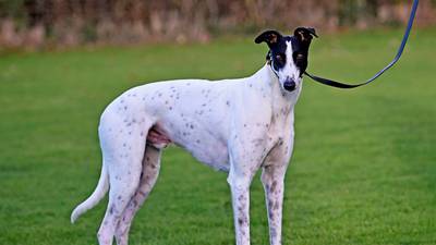 Dissident gang suspected in theft of champion  greyhound