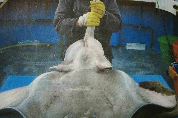 Angling Notes: Mutilated skate baffles experienced anglers