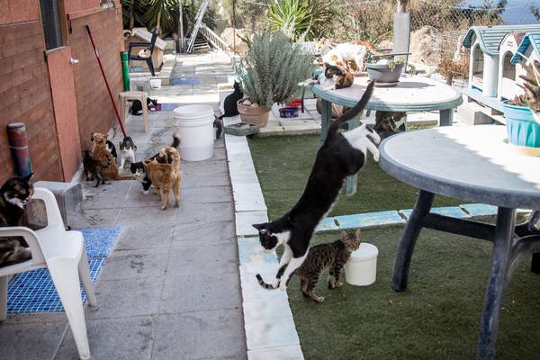 No pause for Paphos cat sanctuary despite pandemic challenges