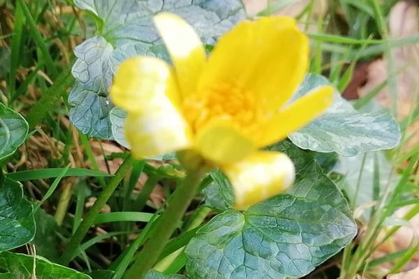 Anyone else noticed spring’s early arrival? Readers’ nature queries