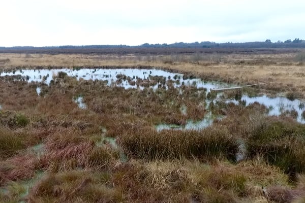 Ireland's raised bogs 'really are so special'