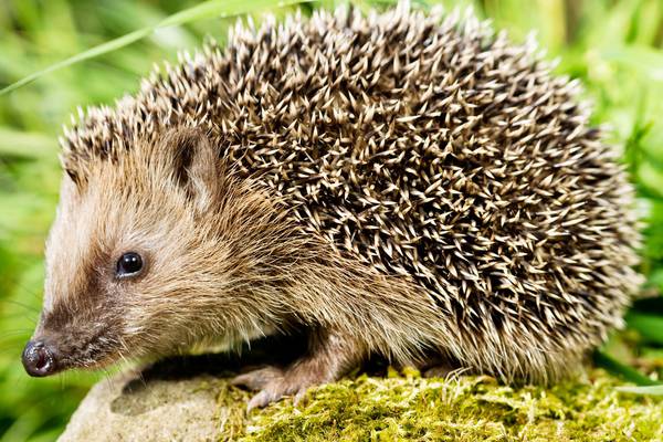 Gardeners urged to consider hedgehog safety after poisonings