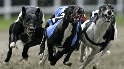 Greyhound board faces further quizzing from PAC after defending €19m spend