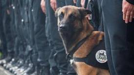 Russia to send puppy to Paris to honour dead police dog