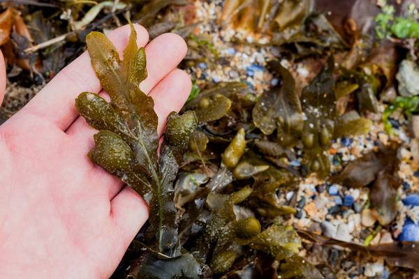 New seaweed markets could be a boon for harvesters