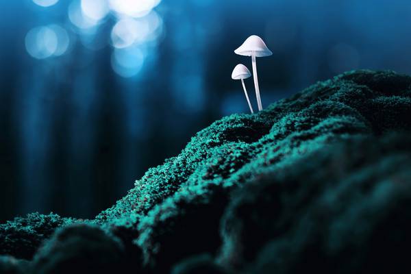 Psychedelic drugs: Magic or menace?