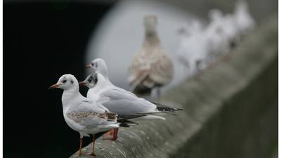 Drogheda hospital called pest control to dispose of plastic hawk
