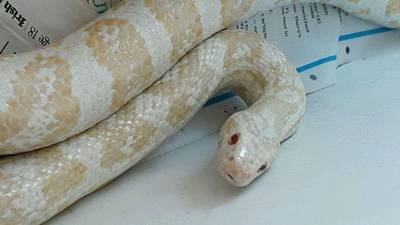 Is this your five-foot exotic snake found in a south Dublin tree?