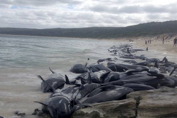 More than 150 whales stranded on Australian beach