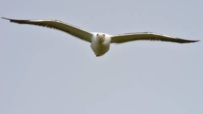 Giant seagulls attacking and  killing ewes in Kerry
