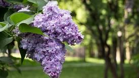 Your gardening questions answered: Can I plant lilac now?