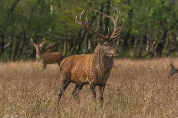 Call for red deer cull criticised in Kerry as rutting season starts