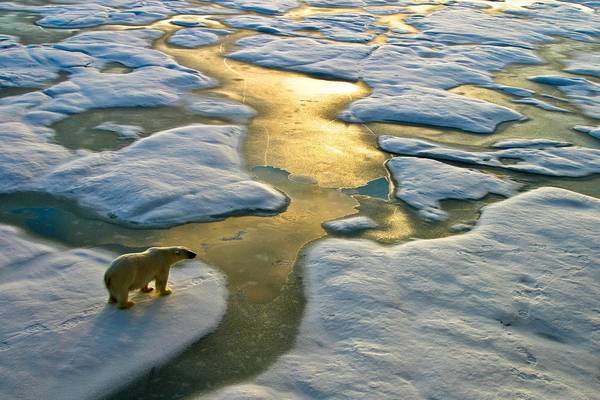 Record Arctic temperature of 38 degrees reached last year, UN agency confirms