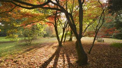 Greetings, Season – Frank McNally on feeling vindicated by the early arrival of autumn