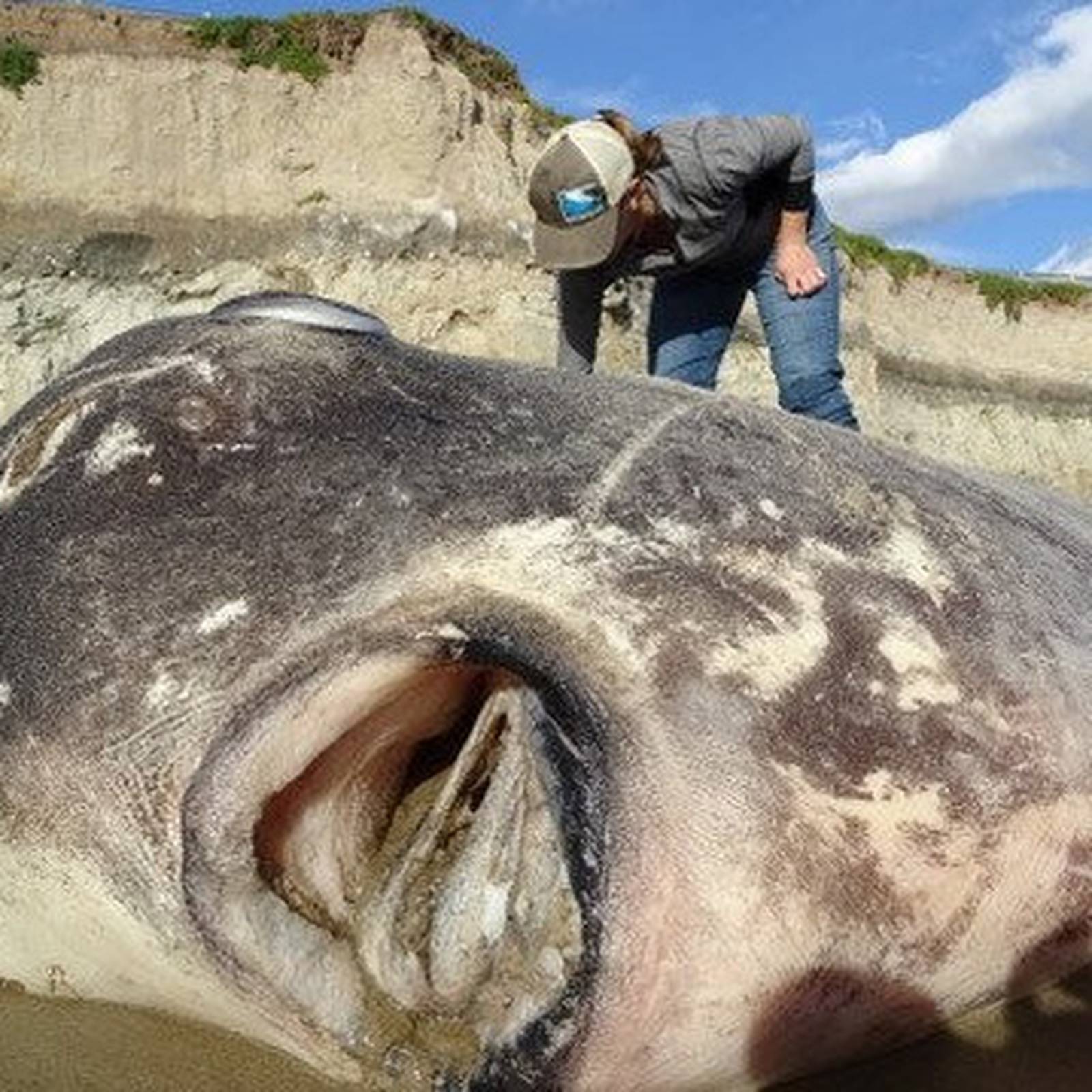 Enormous Ocean Sunfish Filmed off California Coast