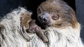 First sloth born at Fota Wildlife Park arrives with impeccable timing